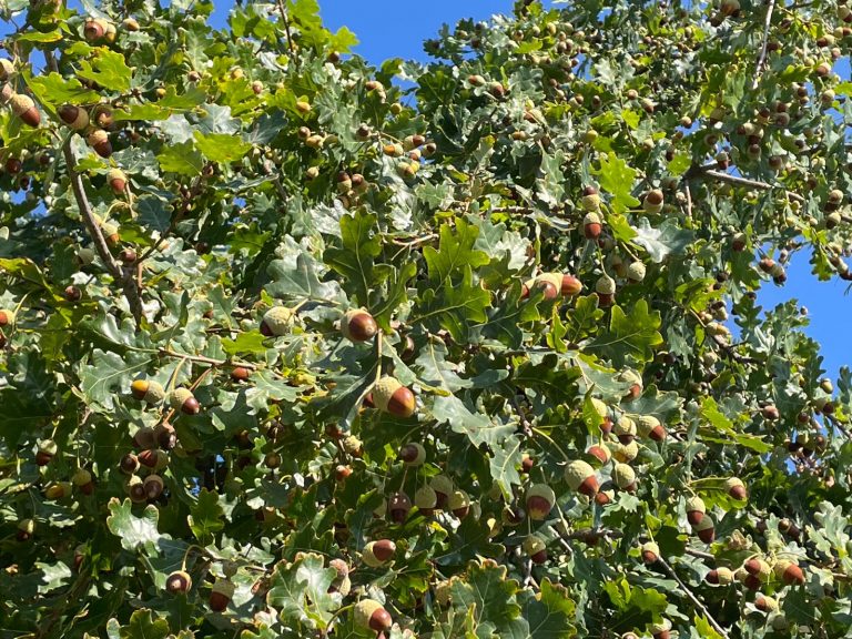 🍂✨ Zauberhaftes Herbstfest in unserer KiTa ✨🍂